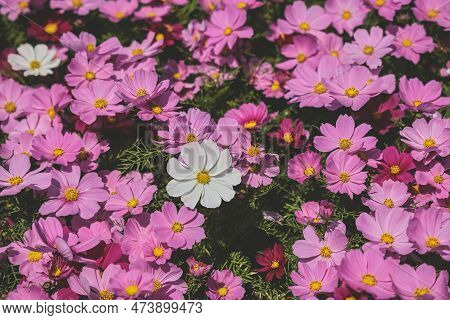 A Large Galsang Flower Blooming In Spring