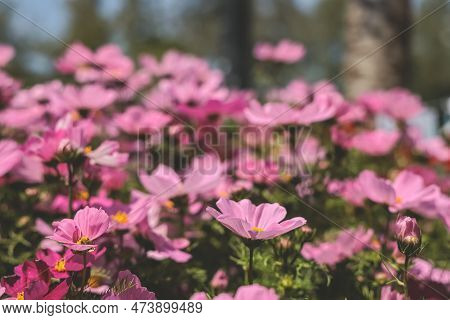 A Large Galsang Flower Blooming In Spring