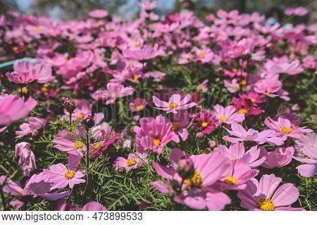 The Large Galsang Flower Blooming In Spring