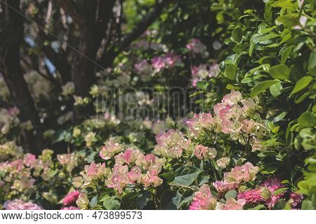 The Blooming Pink Bougainvillea Against Sky Background