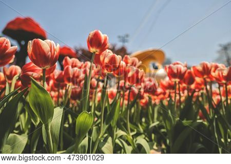 The Tulipa Flowers In The Backyard Garden