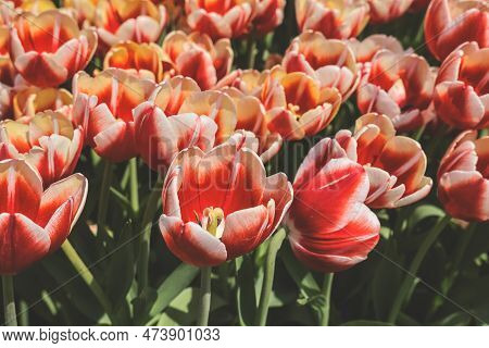 The Tulipa Flowers In The Backyard Garden