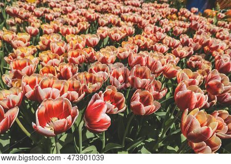 The Tulipa Flowers In The Backyard Garden