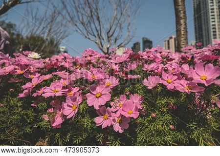 The Large Galsang Flower Blooming In Spring