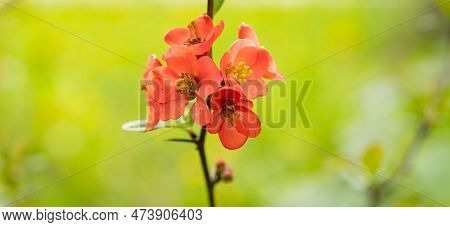 Image Of Spring Japonica Flower Bloom. Spring Japonica Flower. Spring Japonica Flower.