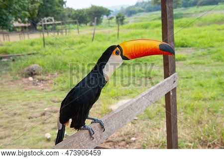 Toucan Bird With Orange Beak. Photo Of Toucan With Beak Outside. Toucan With Beak Outdoor.