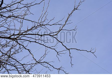 Thornless Honey Locust Branches With Buds Against Blue Sky