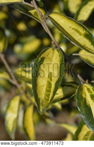 Oleaster Limelight Yellow And Green Leaves In The Spring