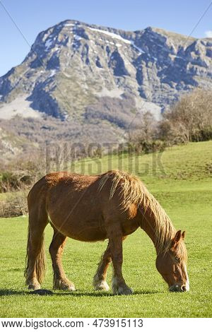 Horse In A Green Valley. Castilla Y Leon Landscape. Spain