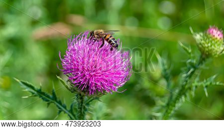 Beautiful Wild Flower Winged Bee On Background Foliage Meadow