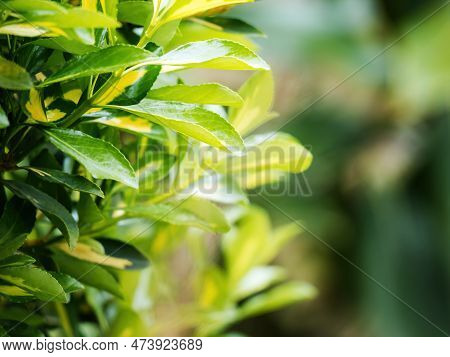 A Close-up Of A Small Evergreen Spindle Tree, Part Of The Celastraceae Family, Showing Delicate Gree