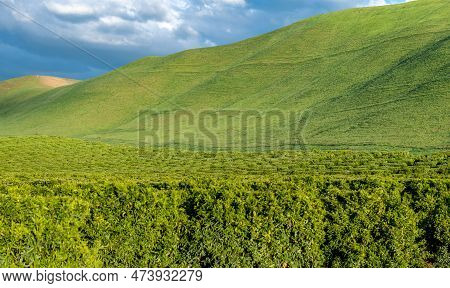 Olive Plantation In Bakersfield, California. Beautiful Sunset Light. Usa