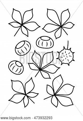 Chestnut Leaves And Chestnut Fruits Vector Line Icons. Nature And Ecology. Chestnut, Leaf, Plant, Ve