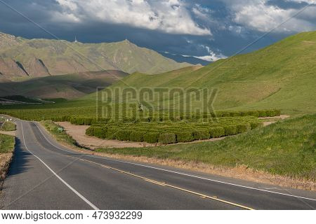 Olive Plantation In Bakersfield, California. Beautiful Sunset Light And Ampty Road In Background. Us