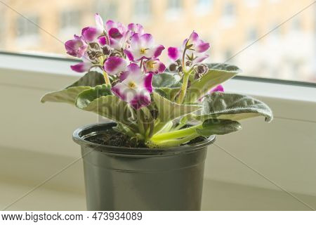Homemade Lilac Flowering Violet In A Plastic Pot Stands On The Windowsill In The Room.