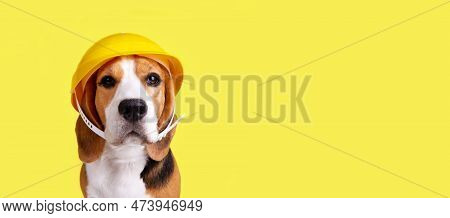 A Beagle Dog In A Construction Helmet On A Yellowisolated Background. Happy Labor Day Holiday. Banne