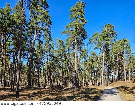High Pine Forest Near The Kisezers Lake In The Mezaparks District, Quiet And Forest Area Of Riga, Ca