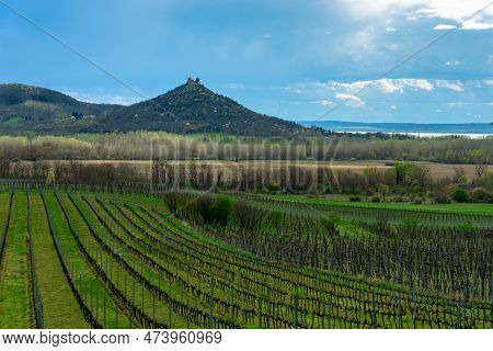 Vinery Vineyard On Saint George Hill Next To Lake Balaton