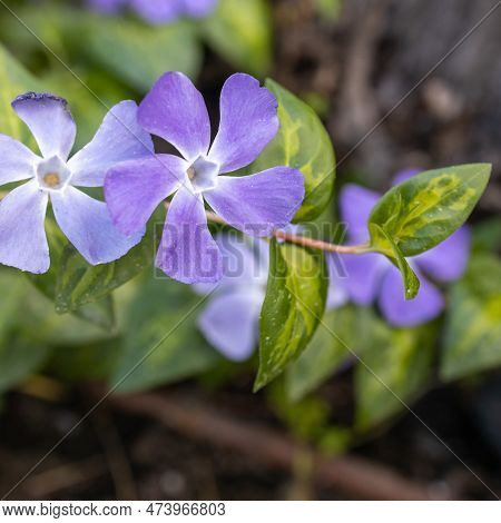 Vinca Major, With The Common Names Bigleaf Periwinkle, Large Periwinkle, Greater Periwinkle And Blue