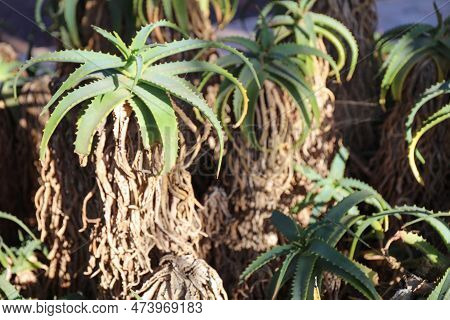 Close-up Of Uitenhage Aloe - Aloe Africana Cactus