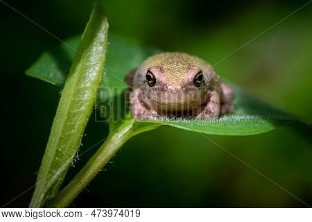 A Young Cope's Gray Tree Frog Sits Contently Upon A Nice Green Leaf.