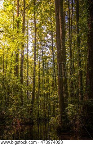 The Morning Sunshine Penetrates The Trees To Allow Soft Light Upon The Swamp At Robertson Millpond P