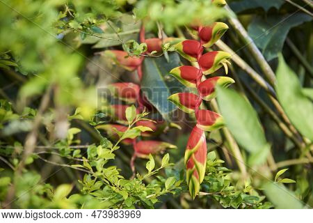 Flower Of Heliconia Rostrata, Known As Hanging Lobster Claw Or False Bird Of Paradise, A Beautiful T