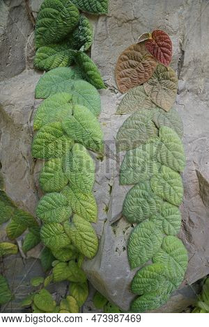 Close Up Of The Green And Red Leaves Of Ficus Villosa Plants Climbing The Rocks
