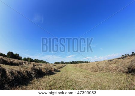 Hay Field