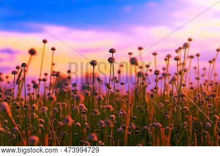White Grass Flowers Field (eriocaulon Decangulare) At Colorful Sunset.
