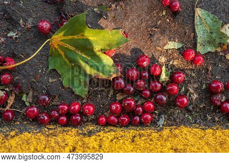 Fallen Fresh Ripe Red Color Berries On The Ground, Forest Fruits. The Ground Is Covered With Berry F