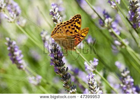 Beau papillon assis sur des Plants de lavande