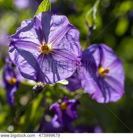 Solanum Is A Large And Diverse Genus Of Flowering Plants, Which Include Three Food Crops Of High Eco