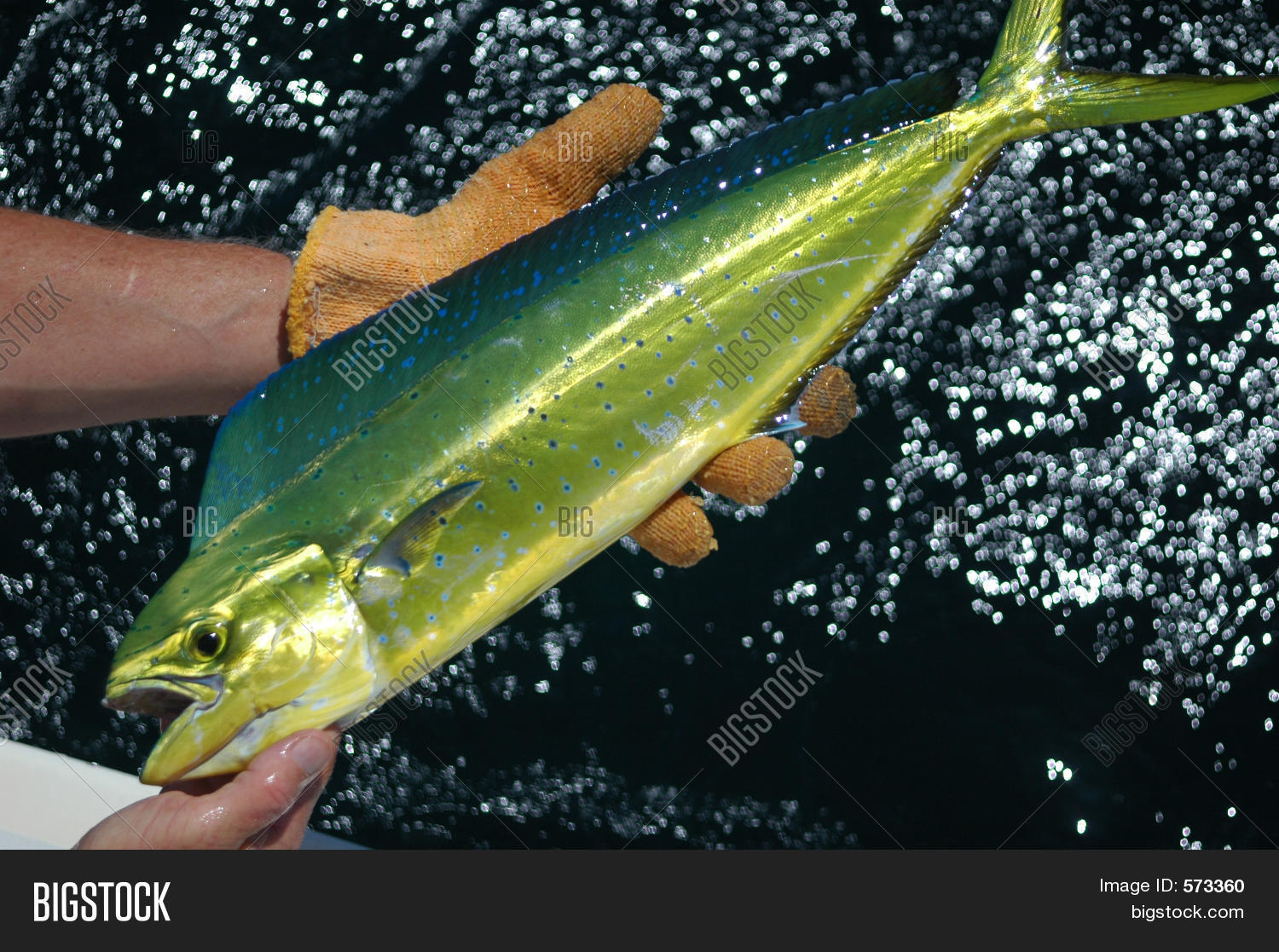 Dorado Image & Photo (Free Trial) | Bigstock