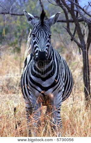 Pregnant Zebra