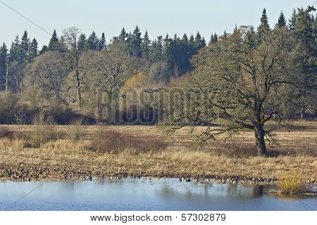 Tualatin National Wildlife Refuge Oregon.