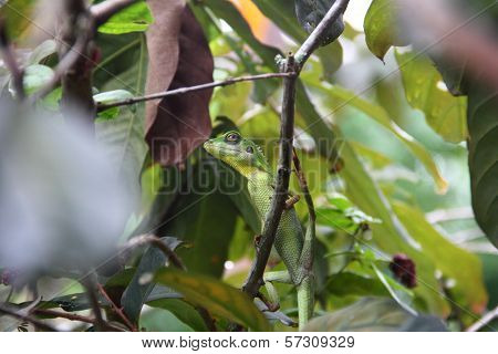 Green Crested Lizard Hanging On Twigs