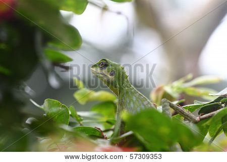 Green Crested Lizard Looking For Food