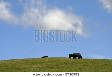 Landbrugsjord