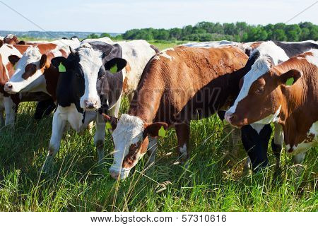 Chatting Cows