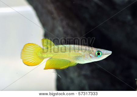 A Yellow Killi Fish