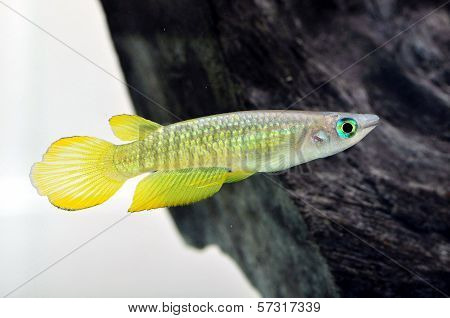 A Yellow Killi Fish