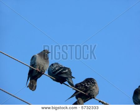 Pigeons. Wires.