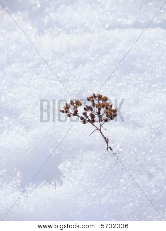 Winter flower. Snow.
