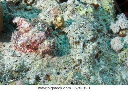 Coral a amboinensis