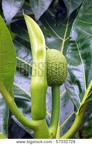 Breadfruit Tree, Caribbean