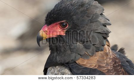 Bateleur Eagle