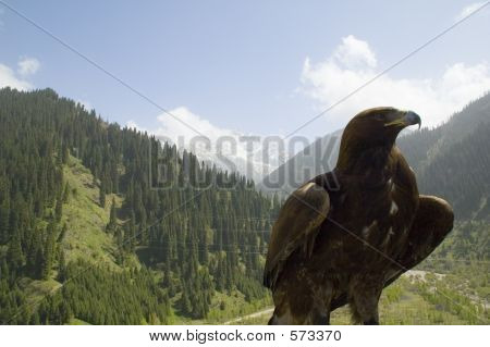 Eagle i Tianschan Mountins