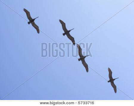 Seagull silhouet