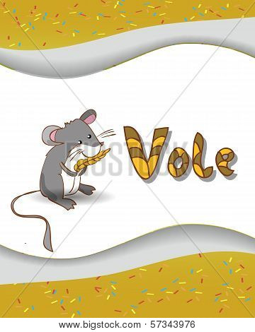 Animal alphabet letter V and vole